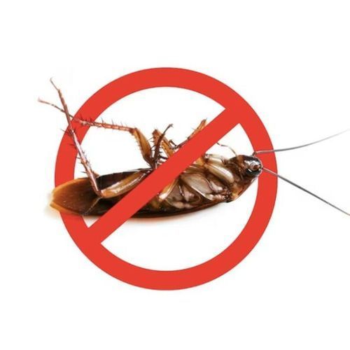 Gel anti cafard et fourmis - Alger