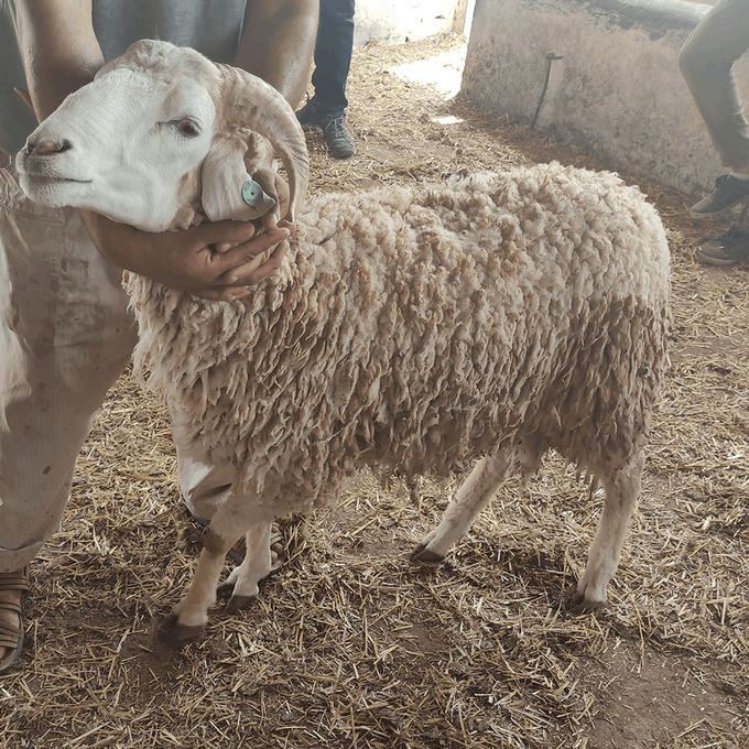  Mouton De L'Aïd - Khrouf 2216 - Entre 40 KG et 50 KG