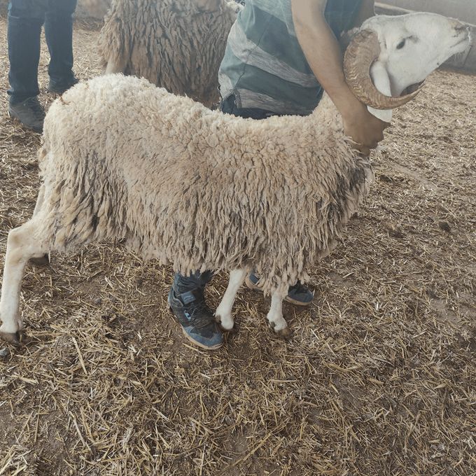  Mouton De L'Aïd - Khrouf 2389 - Entre 40 KG et 50 KG