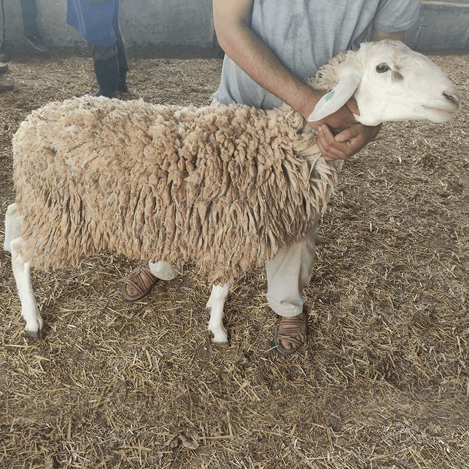  Mouton De L'Aïd - Khrouf 2346 - Entre 40 KG et 50 KG